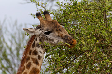 Giraffe frißt
