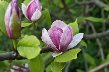 pink magnolia flower on a branch closeup