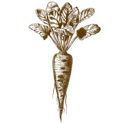 engraving illustration of beetroot
