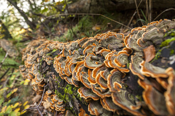 Funghi cresciuti sulla corteccia di un albero abbattuto