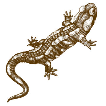 engraving  illustration of salamander