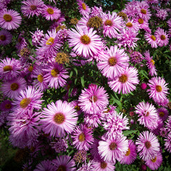 A carpet of purple chrysanthemums in the garden