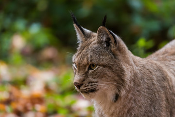 Luchs im Wald