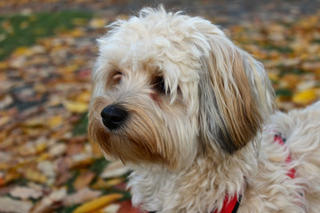 Portrait von Havaneser