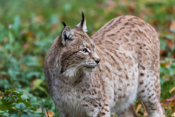 Luchs im Wald