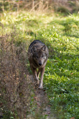 Wolf im Wald