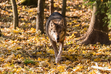 Wolf im Wald