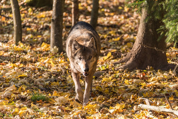 Wolf im Wald
