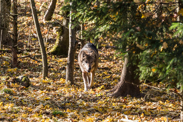 Wolf im Wald