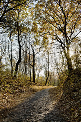 Obraz premium cobblestone road in sunshine in autumn park