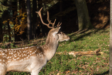 Junger Rehbock im Wald