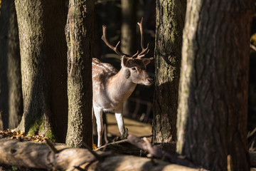 Junger Rehbock im Wald
