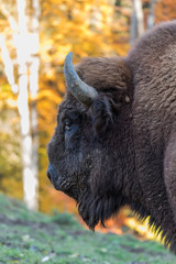 Wisent auf der Wiese