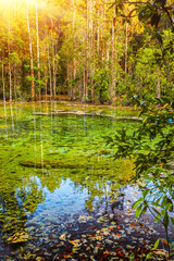 Calm water in green forest