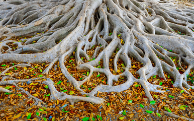 Fototapeta premium roots of old tree
