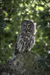 Great Grey Owl