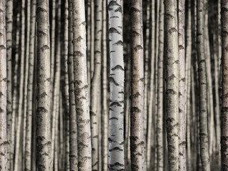 Seamless birch forest - obrazy, fototapety, plakaty
