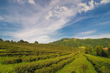 Fototapeta na wymiar Tea Plantation at Doi Mae Salong in Chiang Rai, Thailand