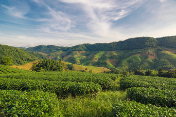 Obraz premium Tea Plantation at Doi Mae Salong in Chiang Rai, Thailand