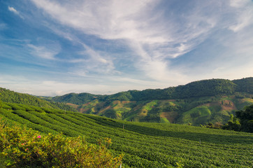 Tea Plantation at Doi Mae Salong in Chiang Rai, Thailand