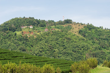 Tea Plantation at Doi Mae Salong in Chiang Rai, Thailand