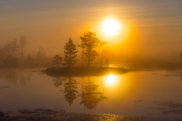 Plakat Foggy morning at Yelnya swamp, Belarus