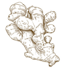engraving illustration of ginger root