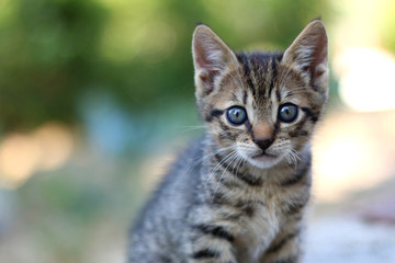 Naklejka na ściany i meble Small tabby kitten with blue eyes. Selective focus.