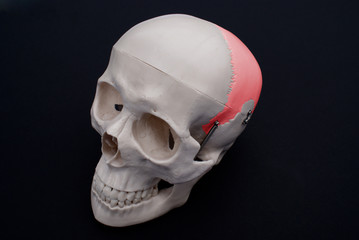 Parietal Bone 