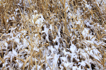 first snow on a yellow dry grass. first snow lies on the uncompressed field, closeup