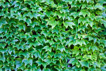 green leaves
