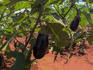 Focus on eggplant plantation