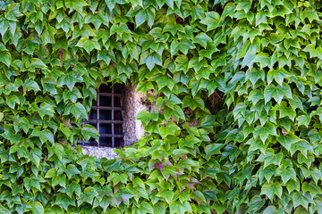 green leaves