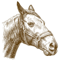 engraving illustration of horse head