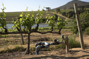Water irrigation system set in a vineyard South Africa