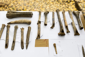 Аrchaeological excavations Human bones