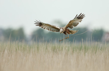 The western marsh harrier (Circus aeruginosus) in flight during mating season