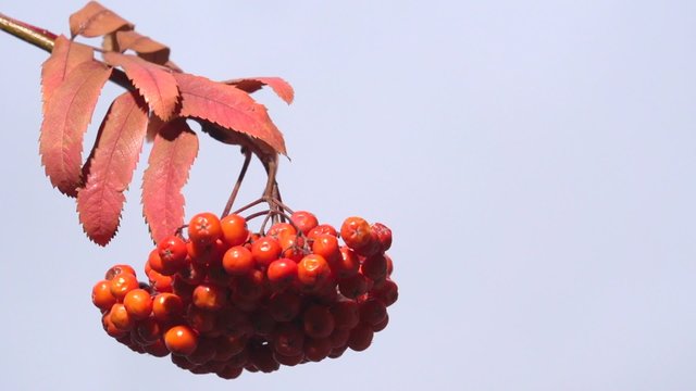 Bird on a branch. Tit. Bird on a branch of rowan 