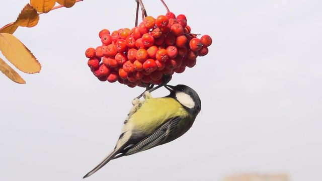 Bird on a branch. Tit. Bird on a branch of rowan 