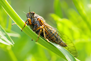 The Cicadetta montana or New Forest Cicada on green stem, close-up.