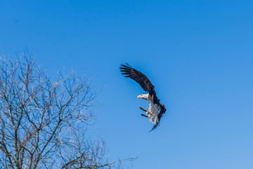 Bird of prey, France
