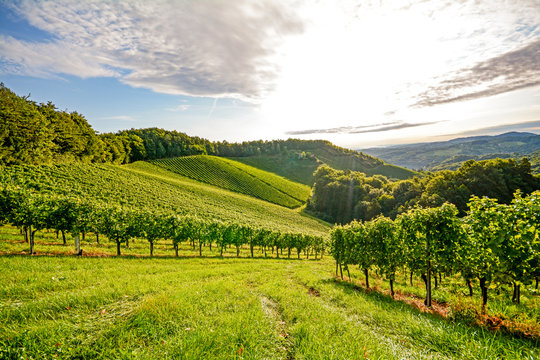 Panoramic view at the vineyards before harvest, Southern Styria Austria Europe