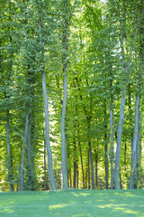 Obraz premium Park in the Summer