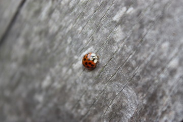 Marienkäfer auf Holz