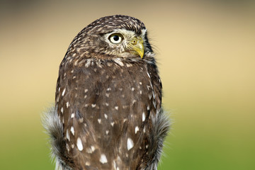 Ferruginous pygmy owl