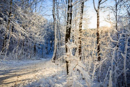 Fototapeta Winterwald