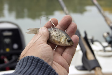 A live bait for pike fishing