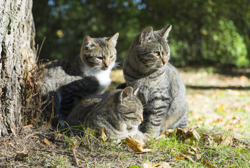Three cats lying
