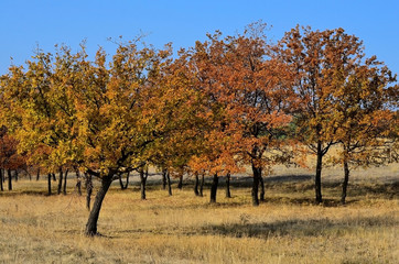 Осенняя дубовая роща.