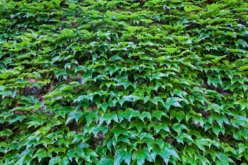 Obraz premium green leaves